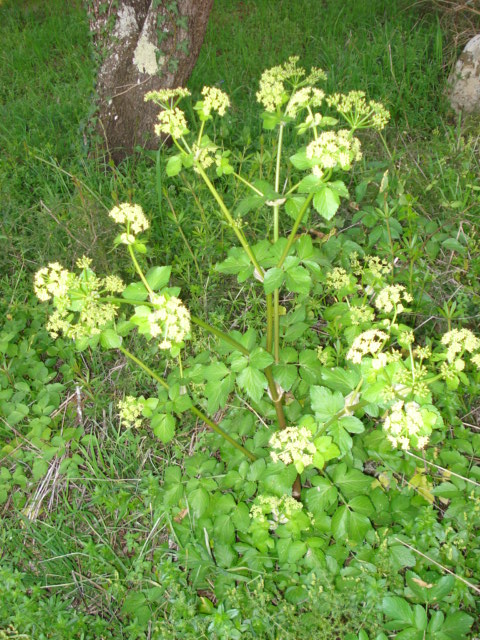 Smyrnium olusatrum / Corinoli comune