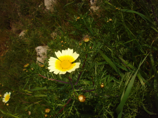 Glebionis coronaria / Crisantemo giallo