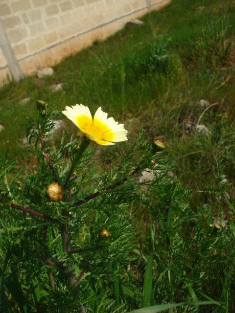 Glebionis coronaria / Crisantemo giallo