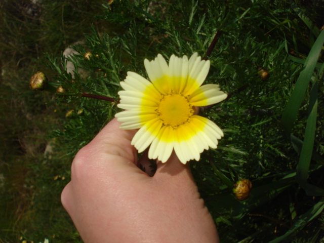 Glebionis coronaria / Crisantemo giallo