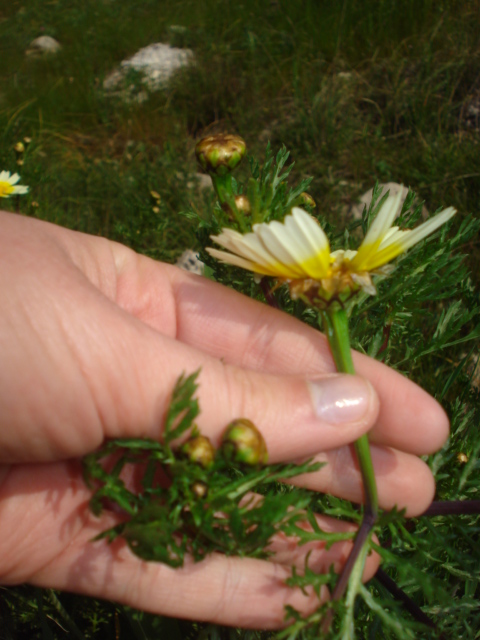 Glebionis coronaria / Crisantemo giallo