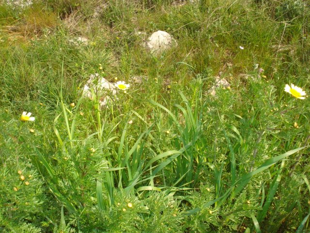 Glebionis coronaria / Crisantemo giallo