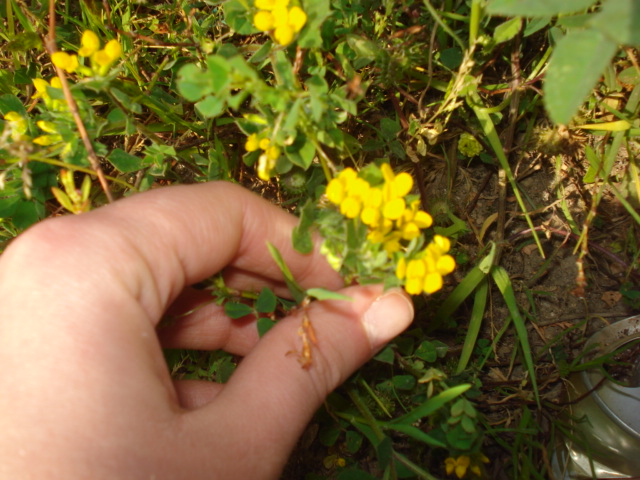 Lotus ornithopodioides