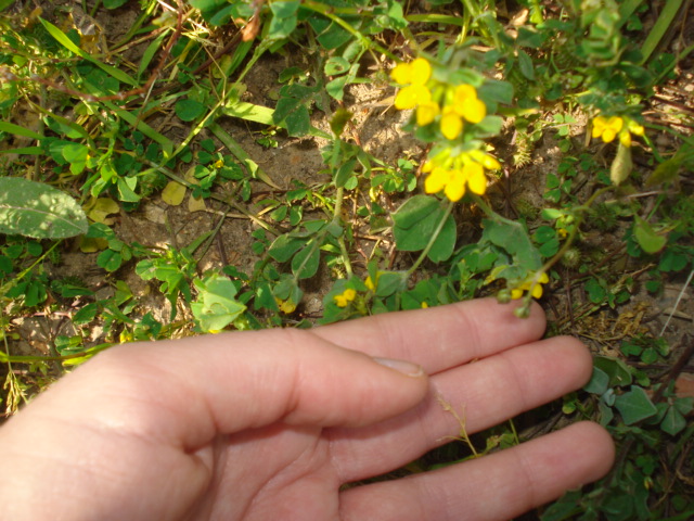 Lotus ornithopodioides