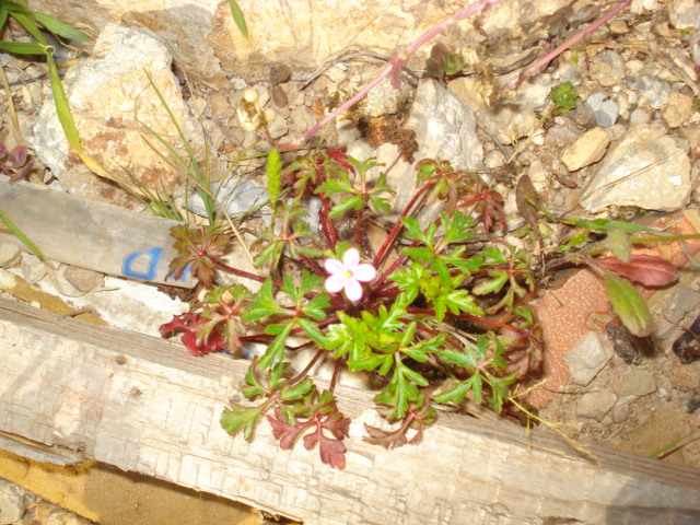 Geranium robertianum?- No, Geranium purpureum