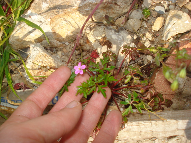 Geranium robertianum?- No, Geranium purpureum