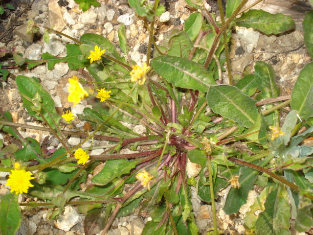 Crepis neglecta / Radicchiella minore