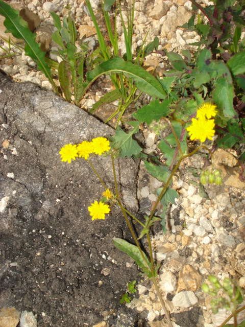 Crepis neglecta / Radicchiella minore