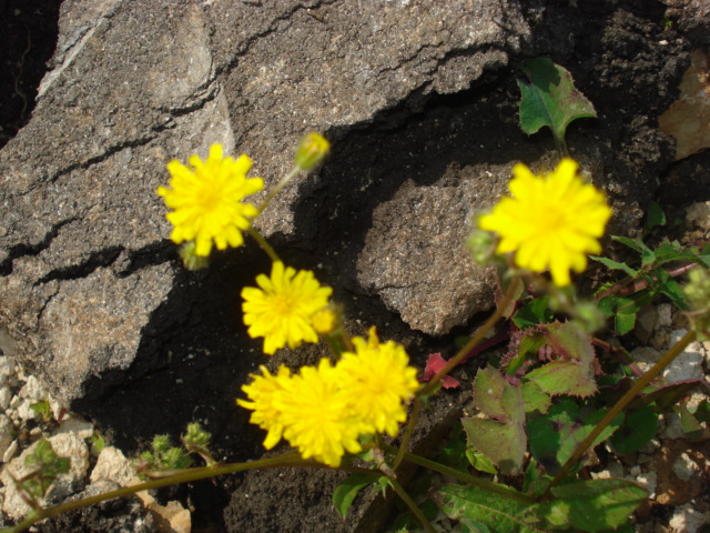 Crepis neglecta / Radicchiella minore