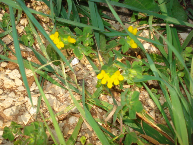 Lotus ornithopodioides