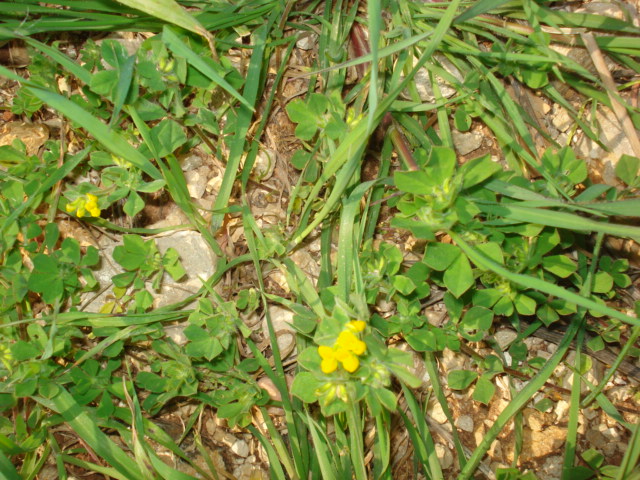 Lotus ornithopodioides