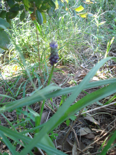 Muscari comosum (L.) Mill.