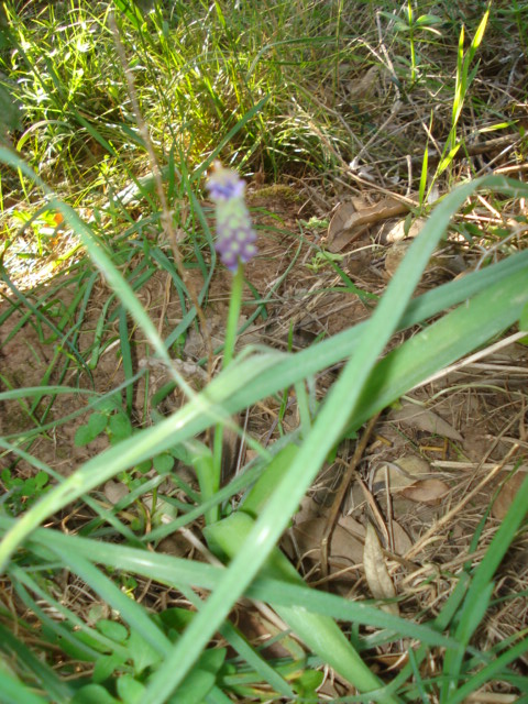 Muscari comosum (L.) Mill.