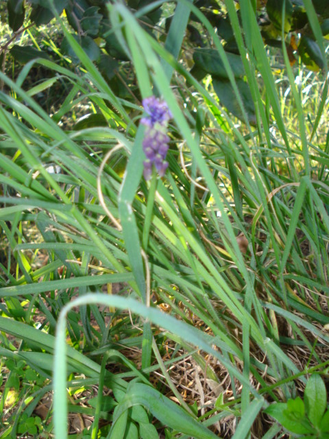 Muscari comosum (L.) Mill.