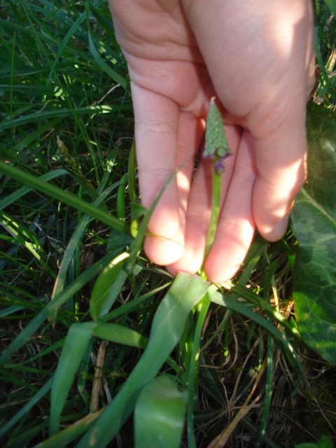 Muscari comosum (L.) Mill.