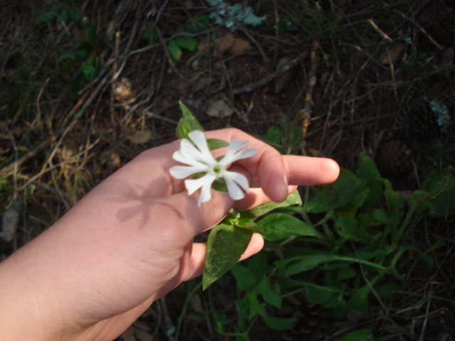 Mai vista... - Silene latifolia s.l.