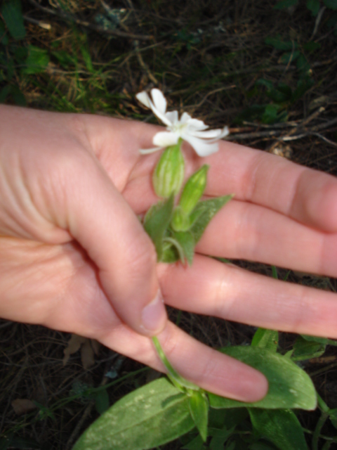 Mai vista... - Silene latifolia s.l.