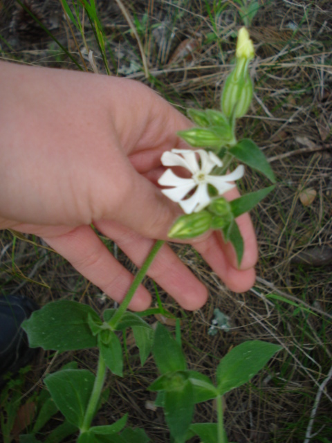 Mai vista... - Silene latifolia s.l.