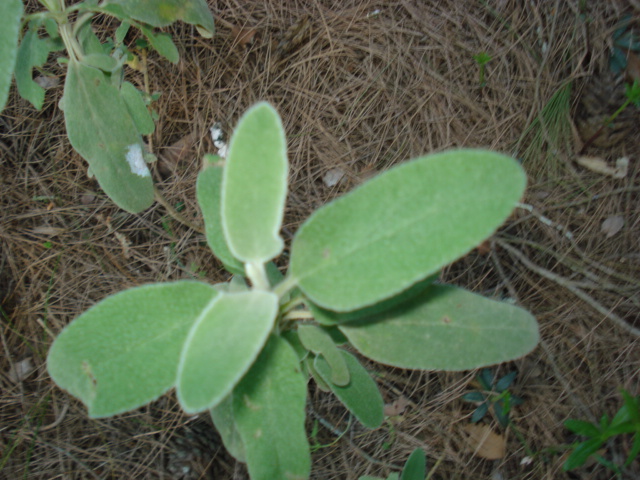 Phlomis fruticosa