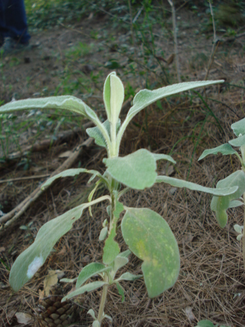 Phlomis fruticosa