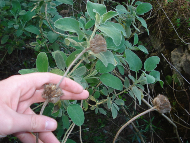 Phlomis fruticosa