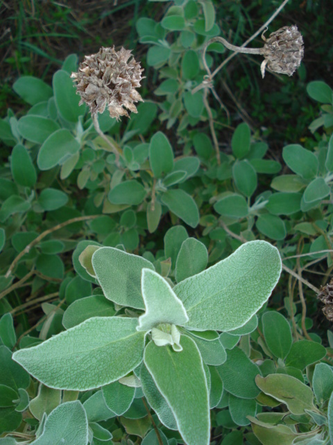 Phlomis fruticosa