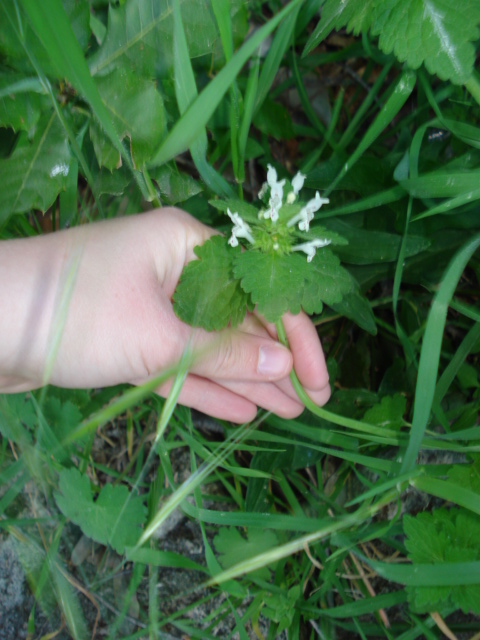 Lamiacea bianca...Lamium bifidum