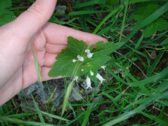 Lamiacea bianca...Lamium bifidum