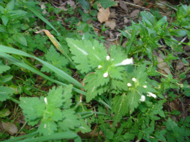 Lamiacea bianca...Lamium bifidum