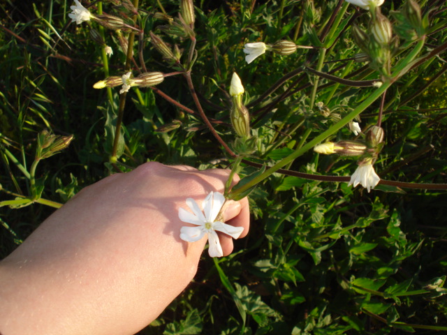 Mai vista... - Silene latifolia s.l.