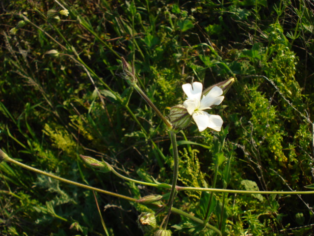 Mai vista... - Silene latifolia s.l.