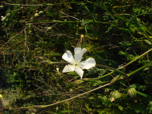 Mai vista... - Silene latifolia s.l.