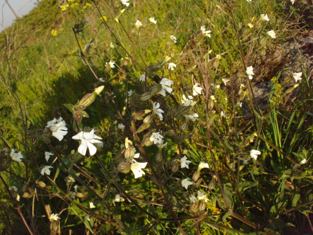 Mai vista... - Silene latifolia s.l.