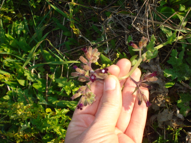 Fiorellini viola intenso...- Anchusa undulata