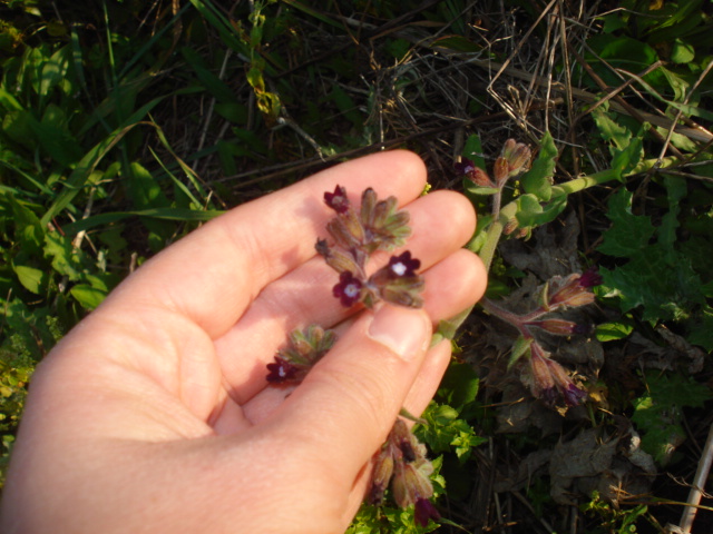 Fiorellini viola intenso...- Anchusa undulata