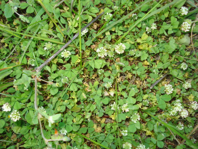 Trifolium nigrescens