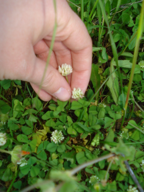 Trifolium nigrescens