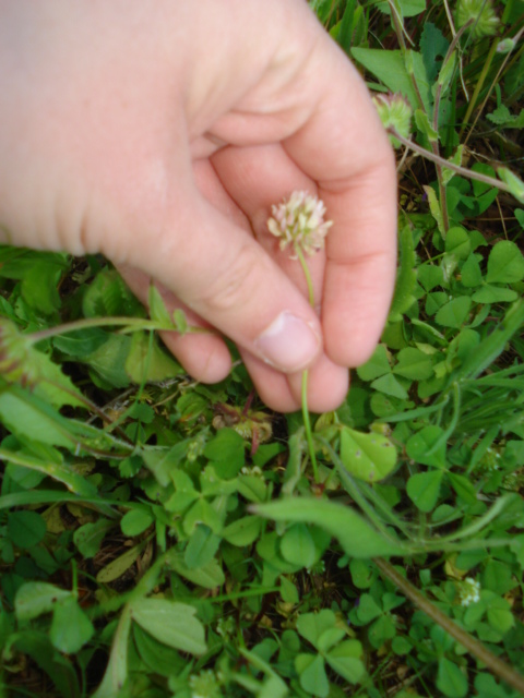 Trifolium nigrescens