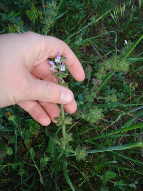 Lamiacea  - Salvia clandestina L.