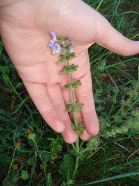 Lamiacea  - Salvia clandestina L.