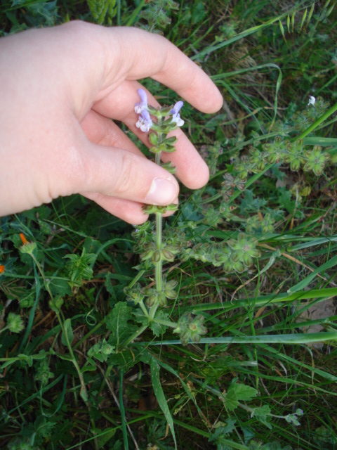 Lamiacea  - Salvia clandestina L.