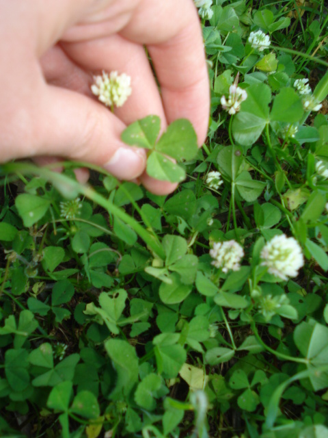 Trifolium nigrescens