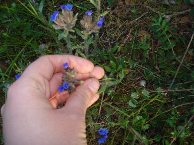 Alkanna tinctoria  / Arganetta azzurra