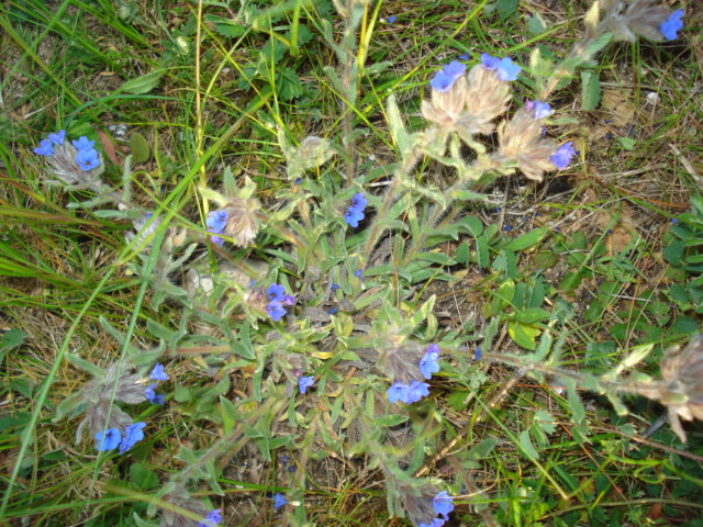 Alkanna tinctoria  / Arganetta azzurra