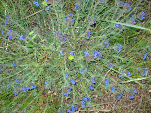 Alkanna tinctoria  / Arganetta azzurra