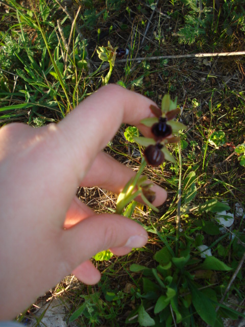 Ophrys...