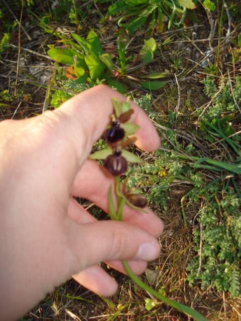 Ophrys...