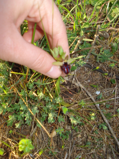 Ophrys...