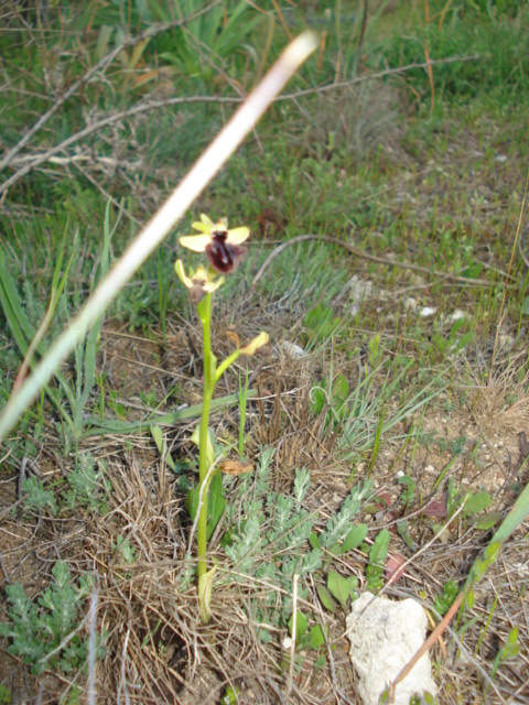 Ophrys...