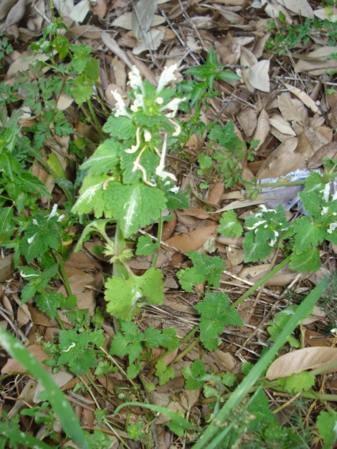 Lamiacea bianca...Lamium bifidum